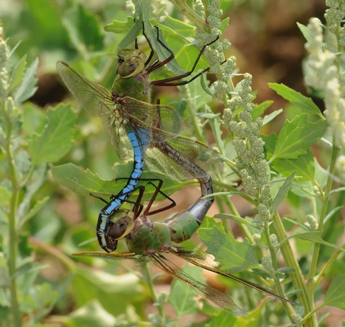 Pair in copula
11 July 2007  CO